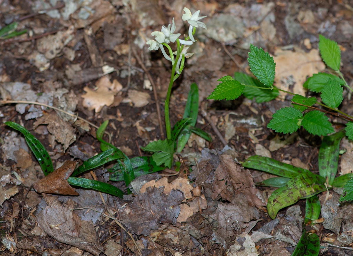 Habitus